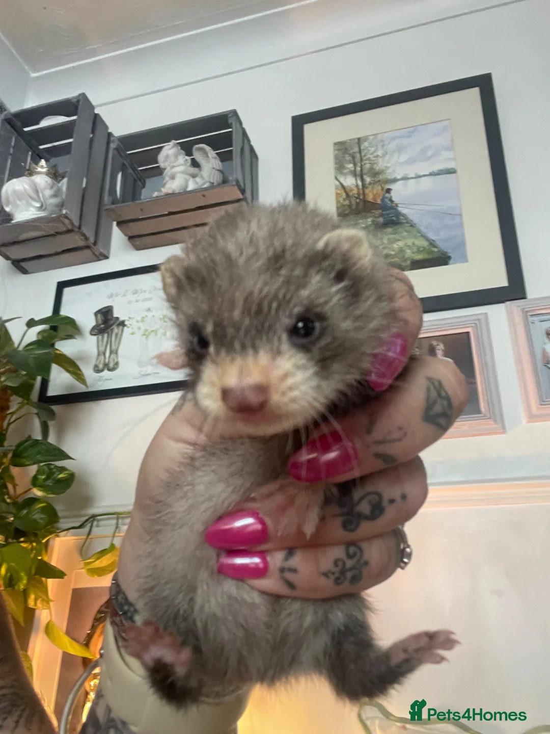 Ferret rodents for sale: Micro cross in Street - Advert 1
