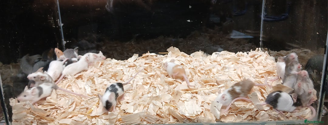 Mouse rodents for sale: Baby Female Fancy Pet Mice - Image 8