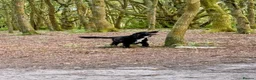 Sprocker dogs for sale: Male Sprocker in Sheffield - Advert 5