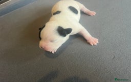 Mixed Breed dogs for sale: StaffyXAmerican bulldog puppies  - Image 13