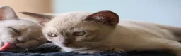Burmese cats for sale: Beautiful playful Burmese kittens  - Advert 14