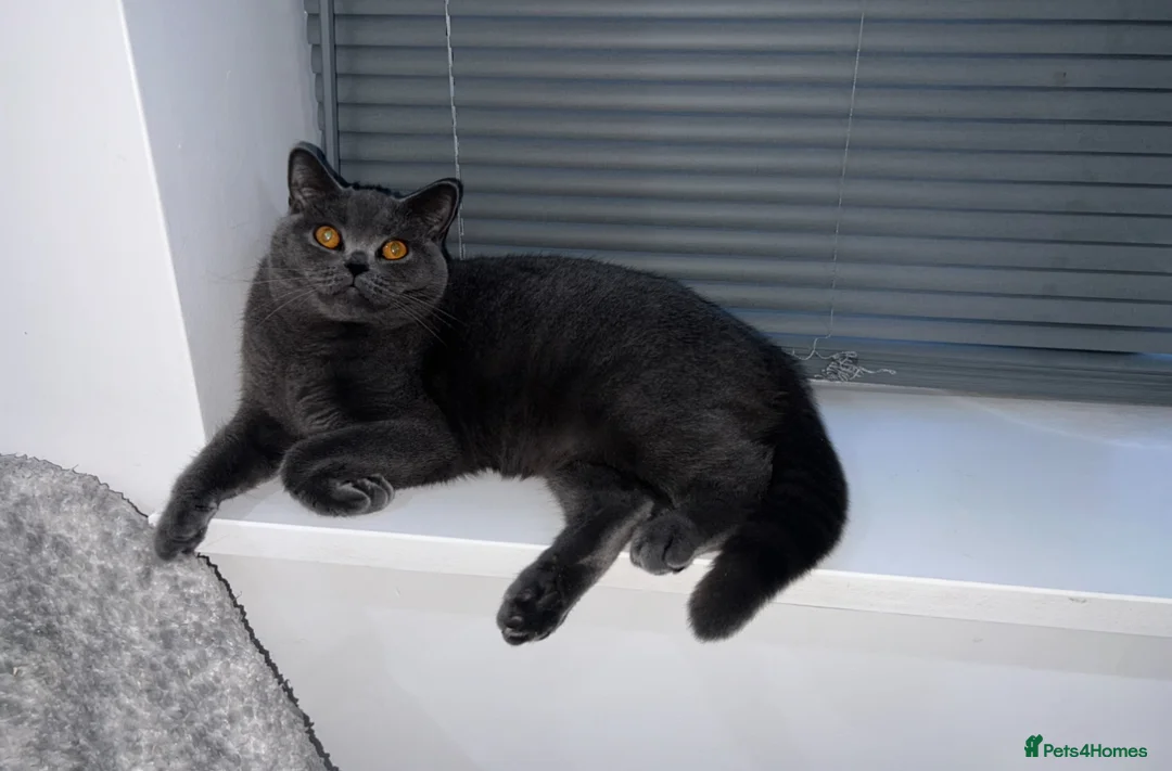 British Shorthair cats for sale: Beautiful British blue 😻  - Advert 2