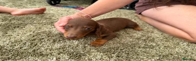 Miniature Dachshund 2
