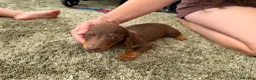 Miniature Dachshund dogs for sale: Miniature dachshund - Advert 10