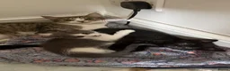 Mixed Breed cats for sale: Female black kitten in High Wycombe - Advert 5