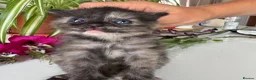 Mixed Breed cats for sale: Fluffy Long Haired Kittens - Ready 15 August in Plymouth - Advert 12