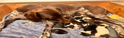 German Shorthaired Pointer dogs for sale: KC registered German shorthairs pointers for sale  - Advert 18
