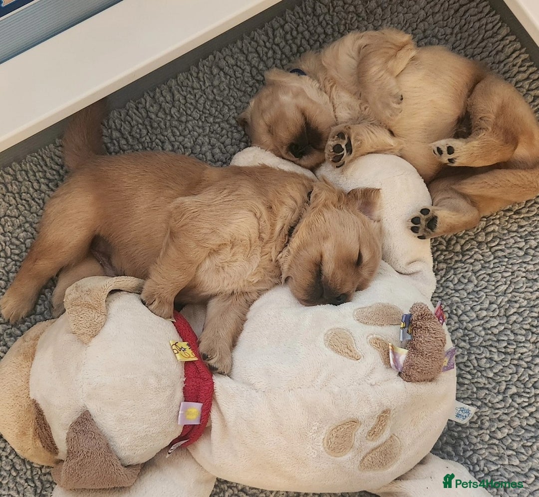Golden Retriever dogs for sale: * 8 puppies left * - Advert 7
