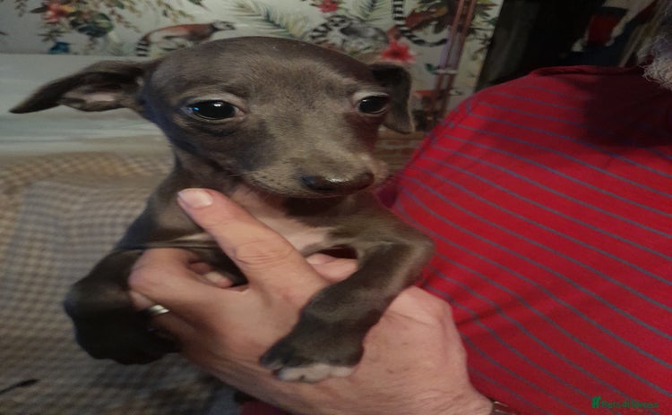 Italian Greyhound dogs - Advert 1