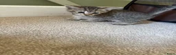 Mixed Breed cats for sale: Three tabby kittens for sale - Advert 5