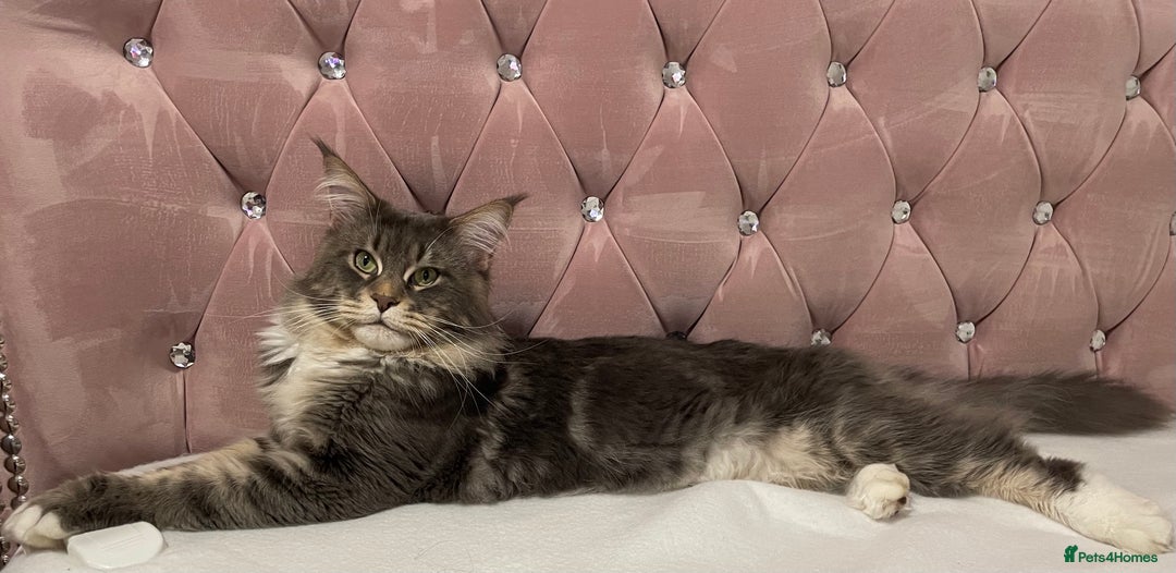 Maine Coon cats for stud: Champion Blue silver Maine Coon TICA GCCF Pedigree in Irvine - Advert 2