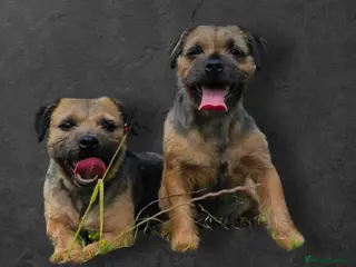 Border Terrier dogs Border Terrier puppies KC registered - Advert 2