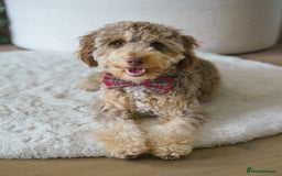 Labradoodle dogs for sale: Cute Labradoodle boy for Rehome - Image 3