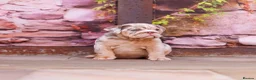 English Bulldog dogs for sale: Top Tier English Bulldogs READY NOW!! - Advert 9