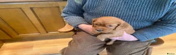 Cocker Spaniel dogs for sale: Beautiful working cocker spaniels - Advert 5