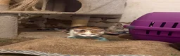 Mixed Breed cats for sale: 2 kittens looking for forever home - Advert 5