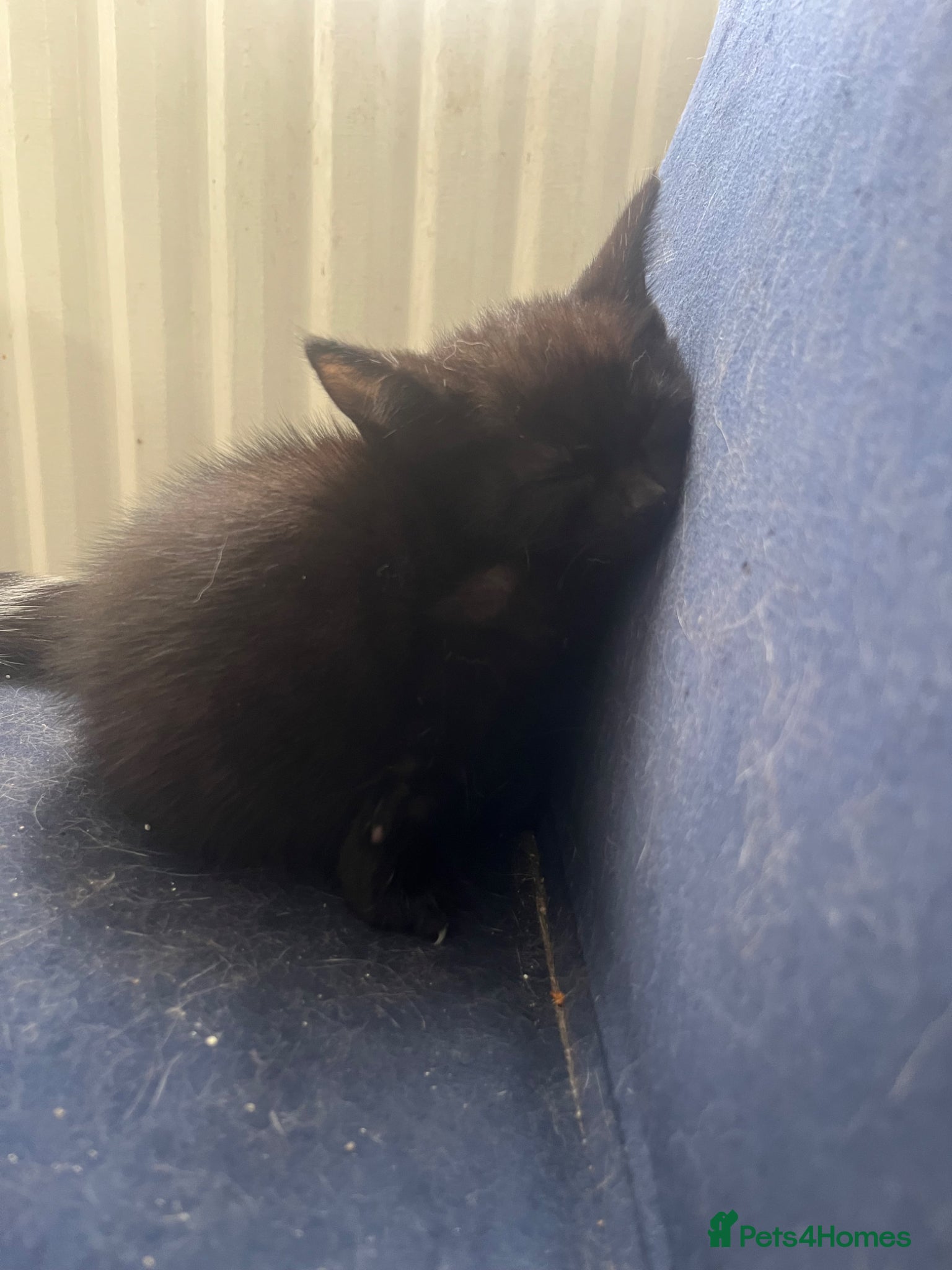 Mixed Breed cats 4 black kittens; ready now.  - Advert 1