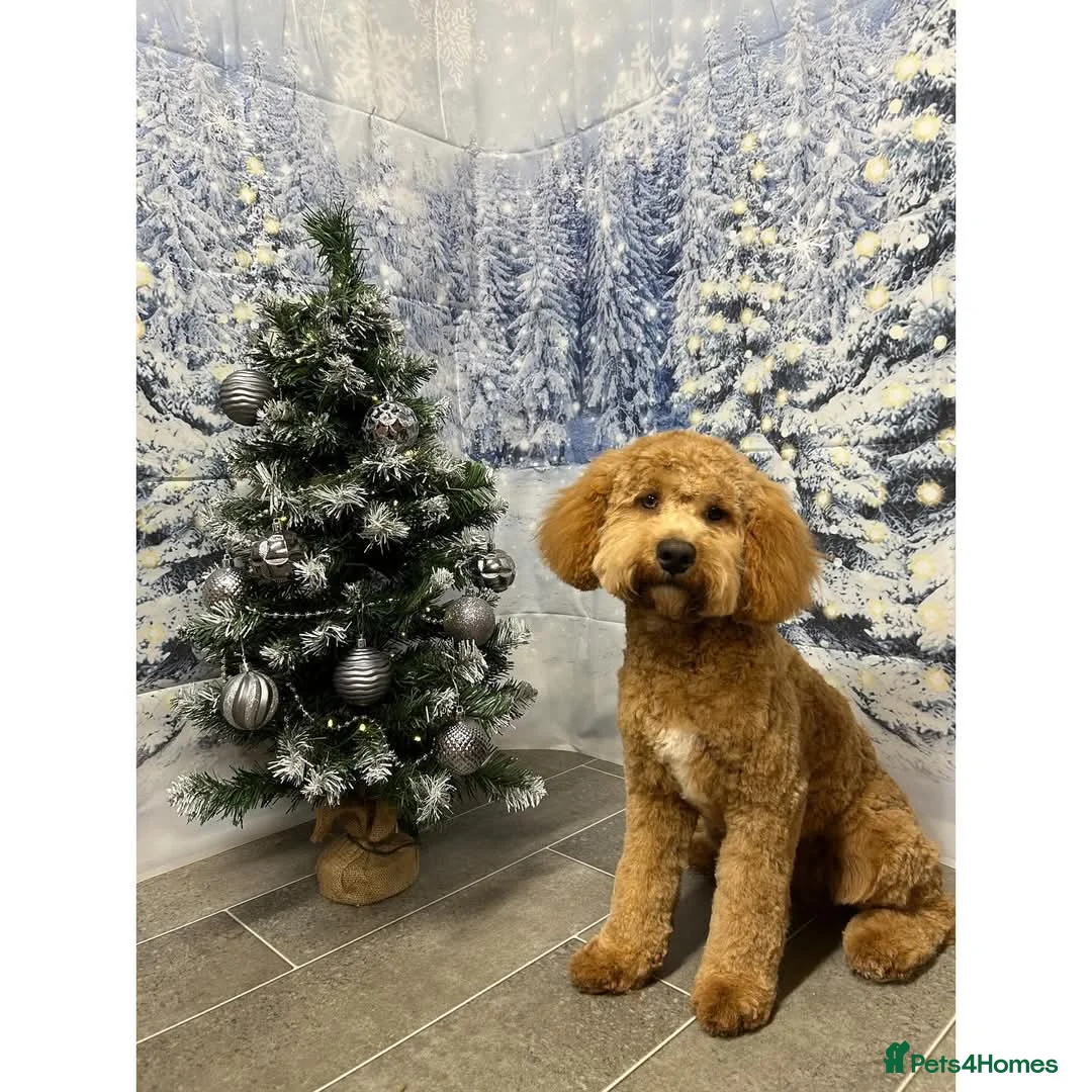 Poodle dogs for stud: Merle black & silver poodle for stud only .  in Lincoln - Advert 21