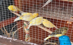 Mixed Breed birds for sale: BIRD AVIARY INCLUDING ALL BIRDS  - Image 4