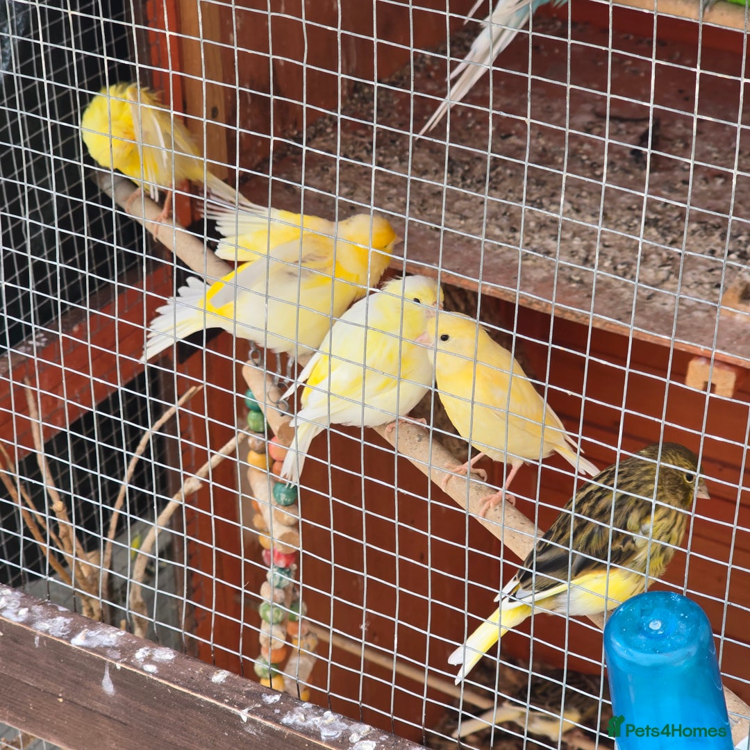 Mixed Breed birds for sale: BIRD AVIARY INCLUDING ALL BIRDS  - Image 4