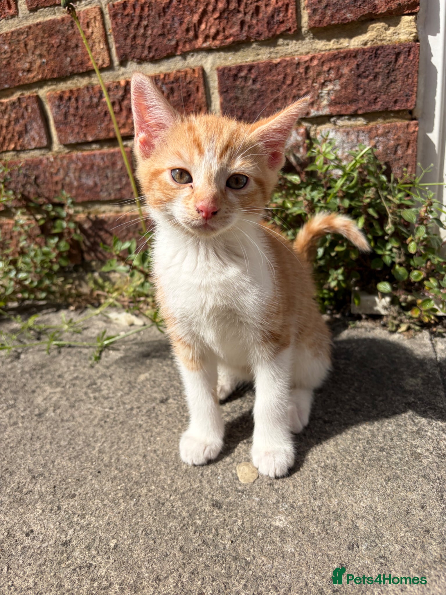 Mixed Breed cats for sale: Beautiful litter of kittens - Advert 4