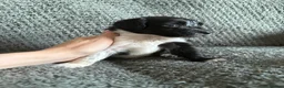 Mixed Breed dogs for sale: 🐾🐶10 stunning Cocker collies🐶🐾 in Morpeth - Advert 23