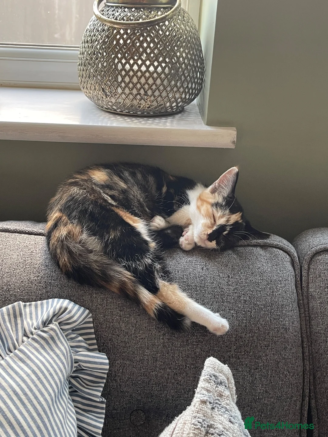 Mixed Breed cats for sale: Female tortishell kitten  - Advert 2