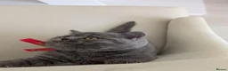 British Shorthair cats for sale: Amazing British shorthaired kittens  - Advert 5