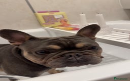 French Bulldog dogs for sale: Pedigree Puppies ❤️ - Image 13