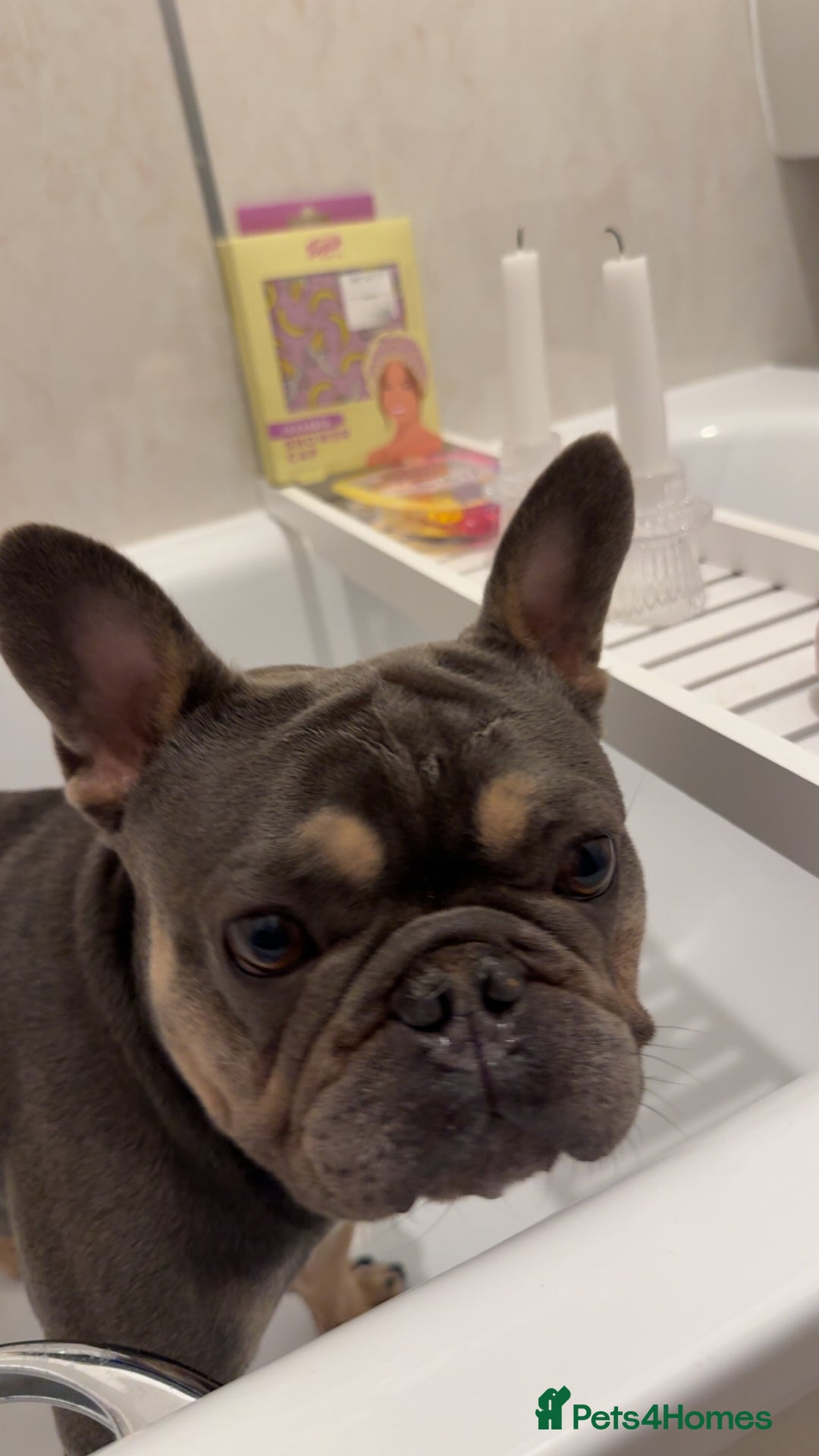 French Bulldog dogs for sale: Pedigree Puppies ❤️ - Image 13