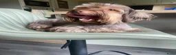 Yorkshire Terrier dogs for sale: Yorkshire terrier boys - Advert 2