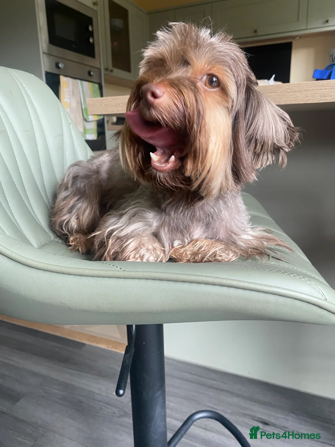 Yorkshire Terrier dogs for sale: Yorkshire terrier boys - Advert 2