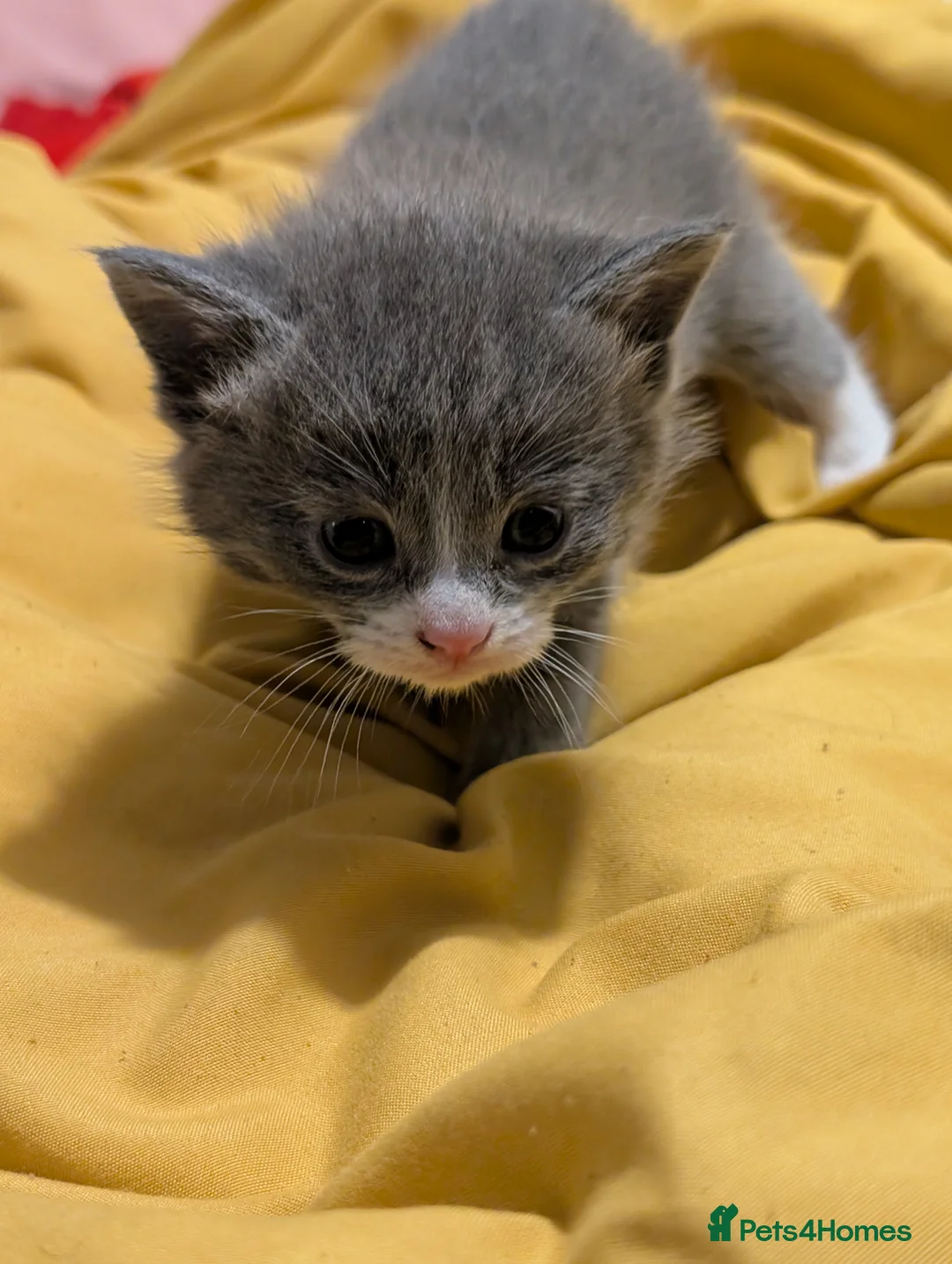 Domestic Shorthair cats for sale: Litter of kittens looking for their forever home - Advert 20