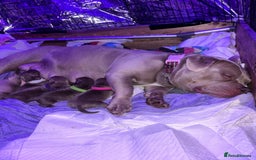 American Bully dogs for sale: Pocket bully puppy’s  - Image 18