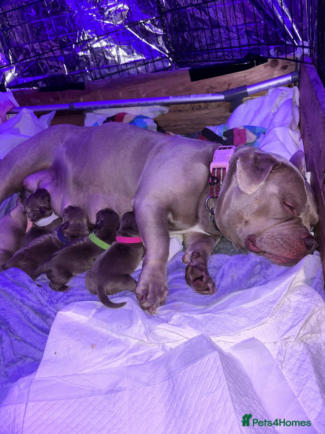 American Bully dogs for sale: Pocket bully puppy’s  - Image 18