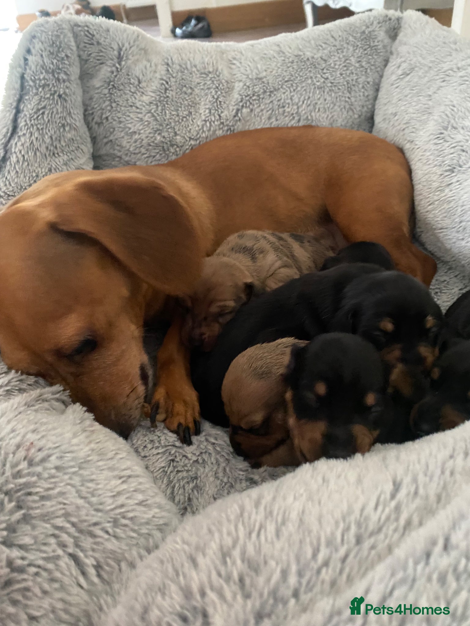 Miniature Dachshund dogs Miniature dashunds  - Advert 17