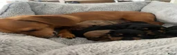 Miniature Dachshund dogs for sale: Miniature dashunds  - Advert 1