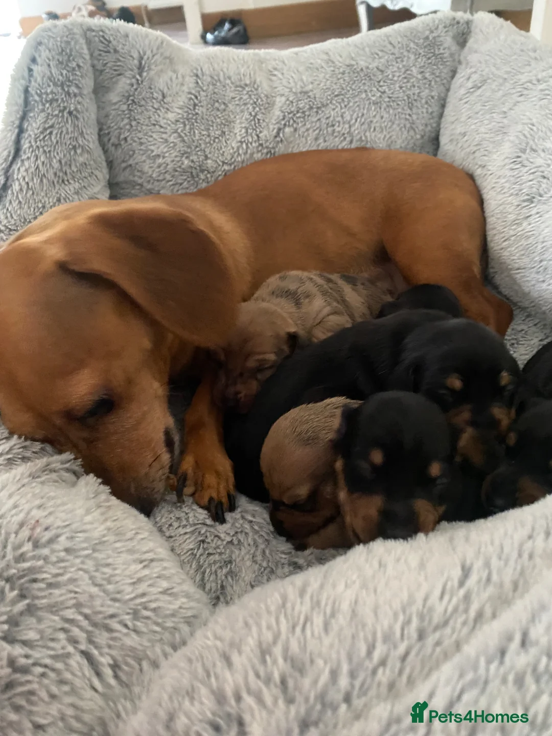 Miniature Dachshund dogs for sale: Miniature dashunds  - Advert 1