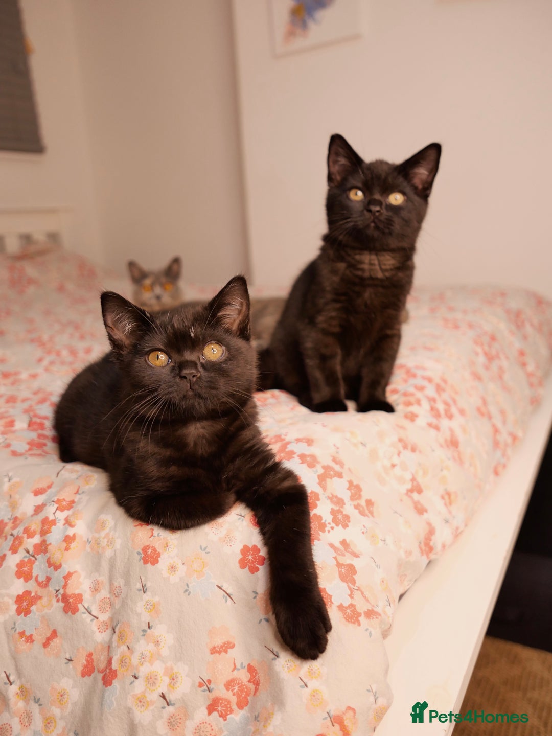 British Shorthair cats for sale: GCCF Registered British Shorthair Kittens -Cardiff - Advert 3