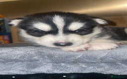 Siberian Husky dogs for sale: Beautiful Siberian huskies - Image 1