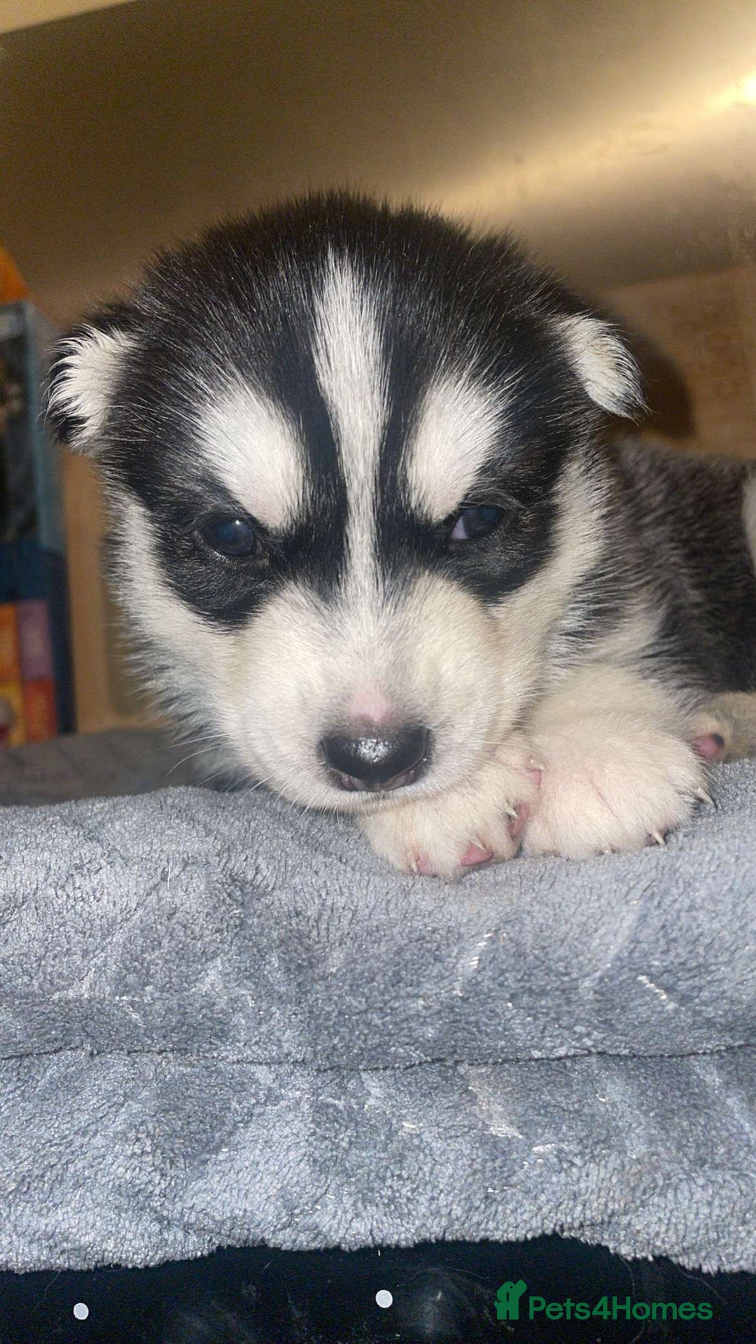 Siberian Husky dogs for sale: Beautiful Siberian huskies - Image 1