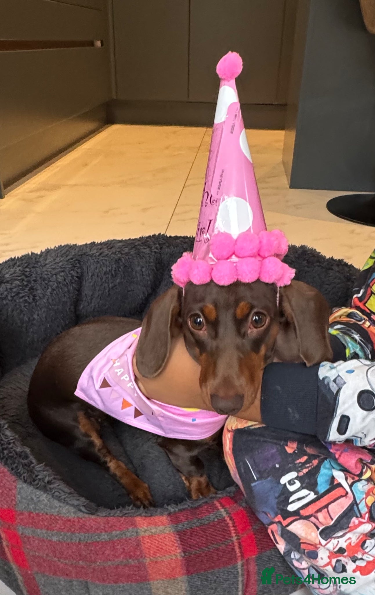Miniature Dachshund dogs for sale: Only star home for my miniature Dachshund Bella! - Advert 9