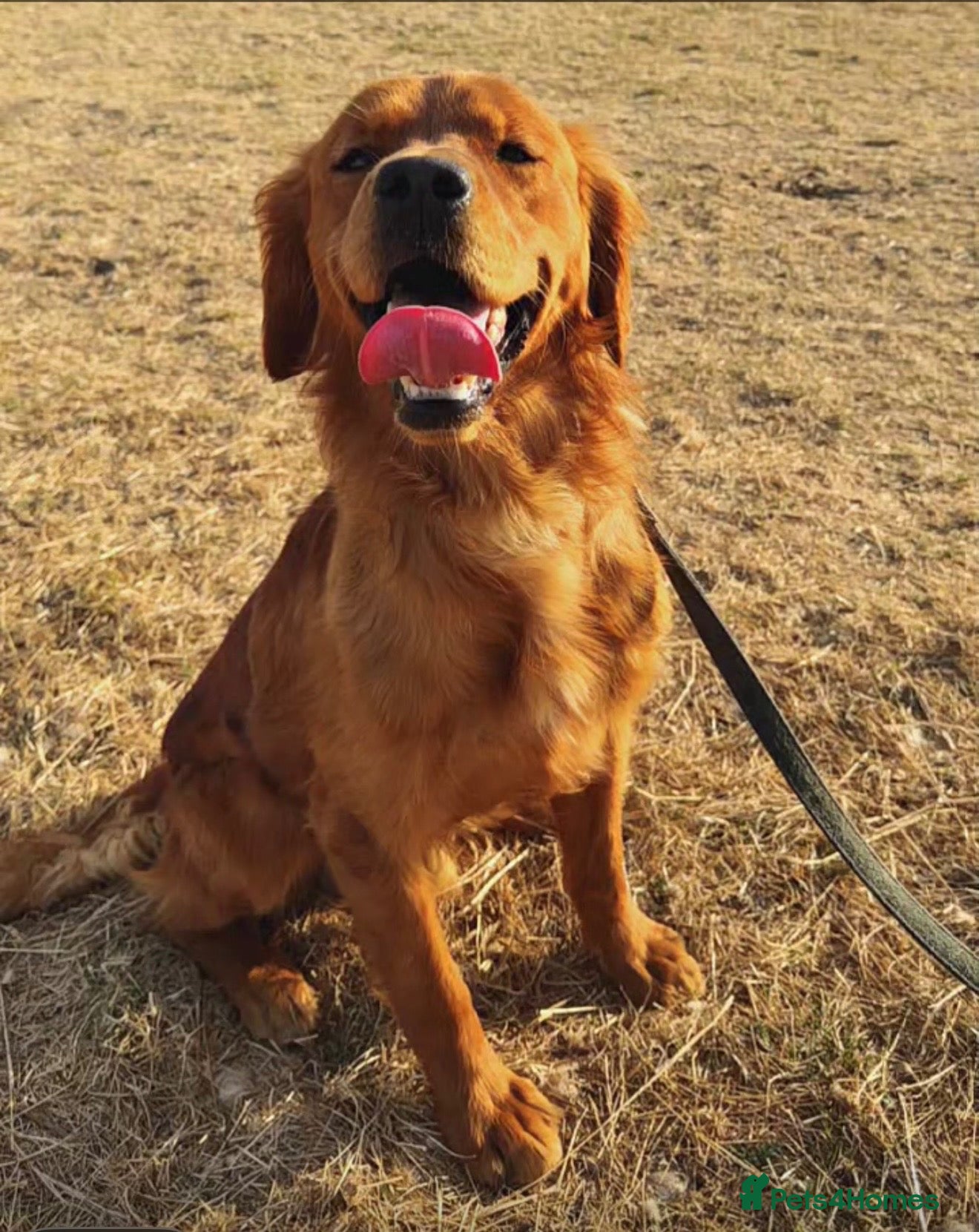 Golden Retriever dogs for stud: Dark Red Working Retriever  - Advert 23