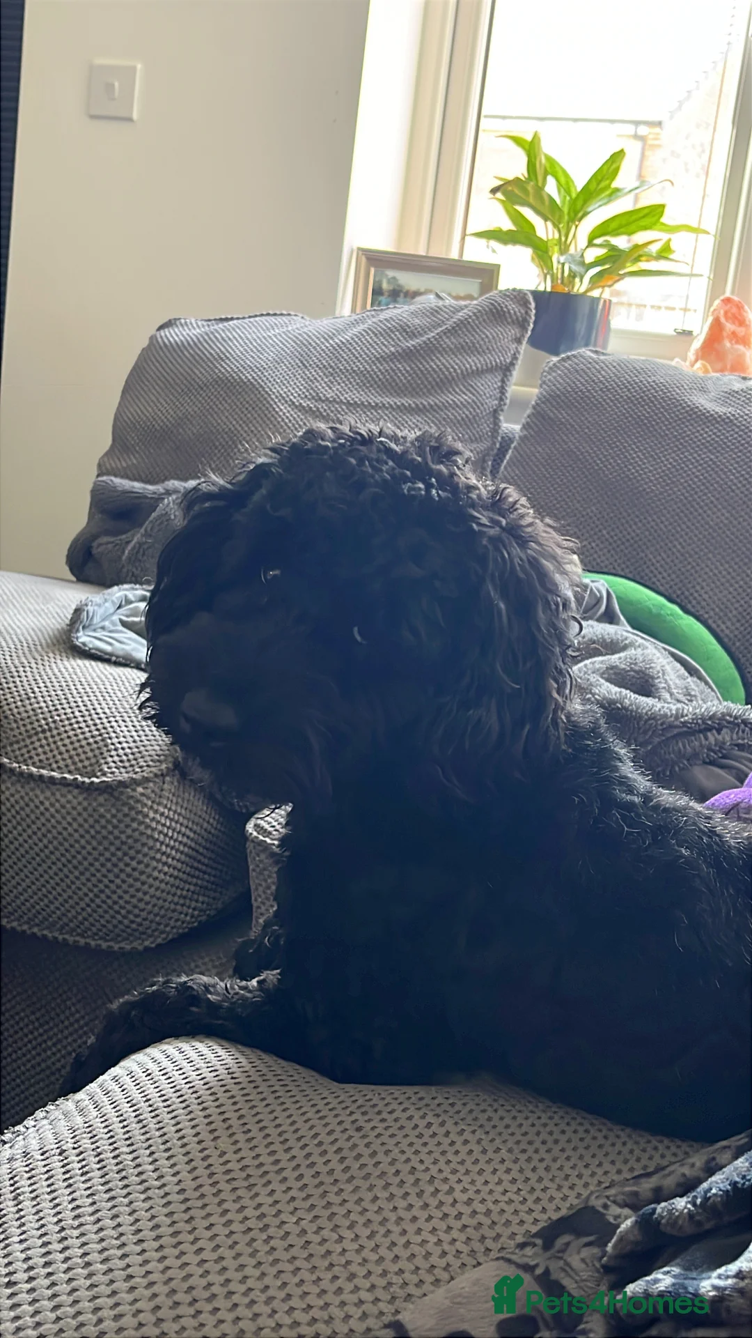 Cockapoo dogs for sale: Cockapoo puppy to a good home, everything included - Advert 10