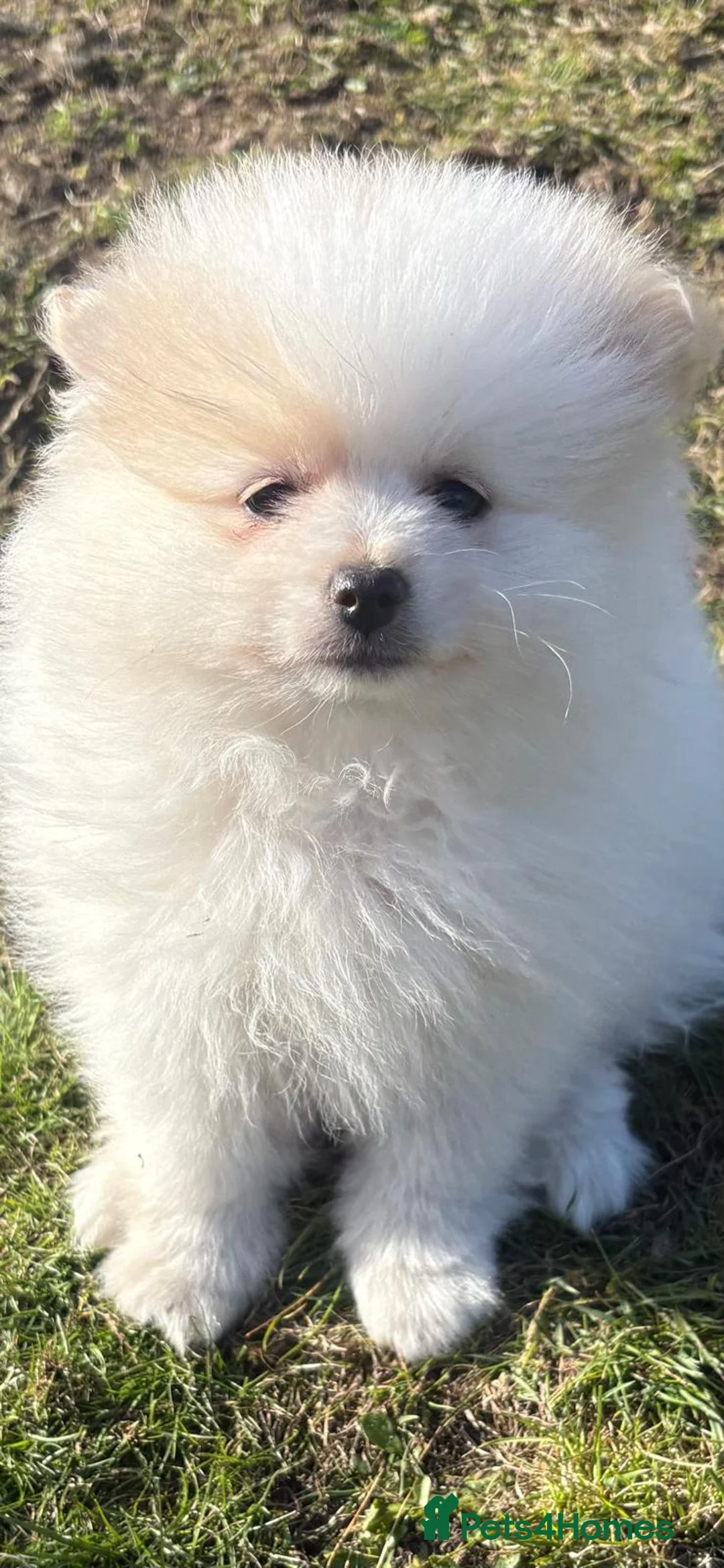 Pomeranian dogs for sale: READY TO MELT YOUR HEART TINYTEDDYBEAR POMERANIAN  - Advert 2