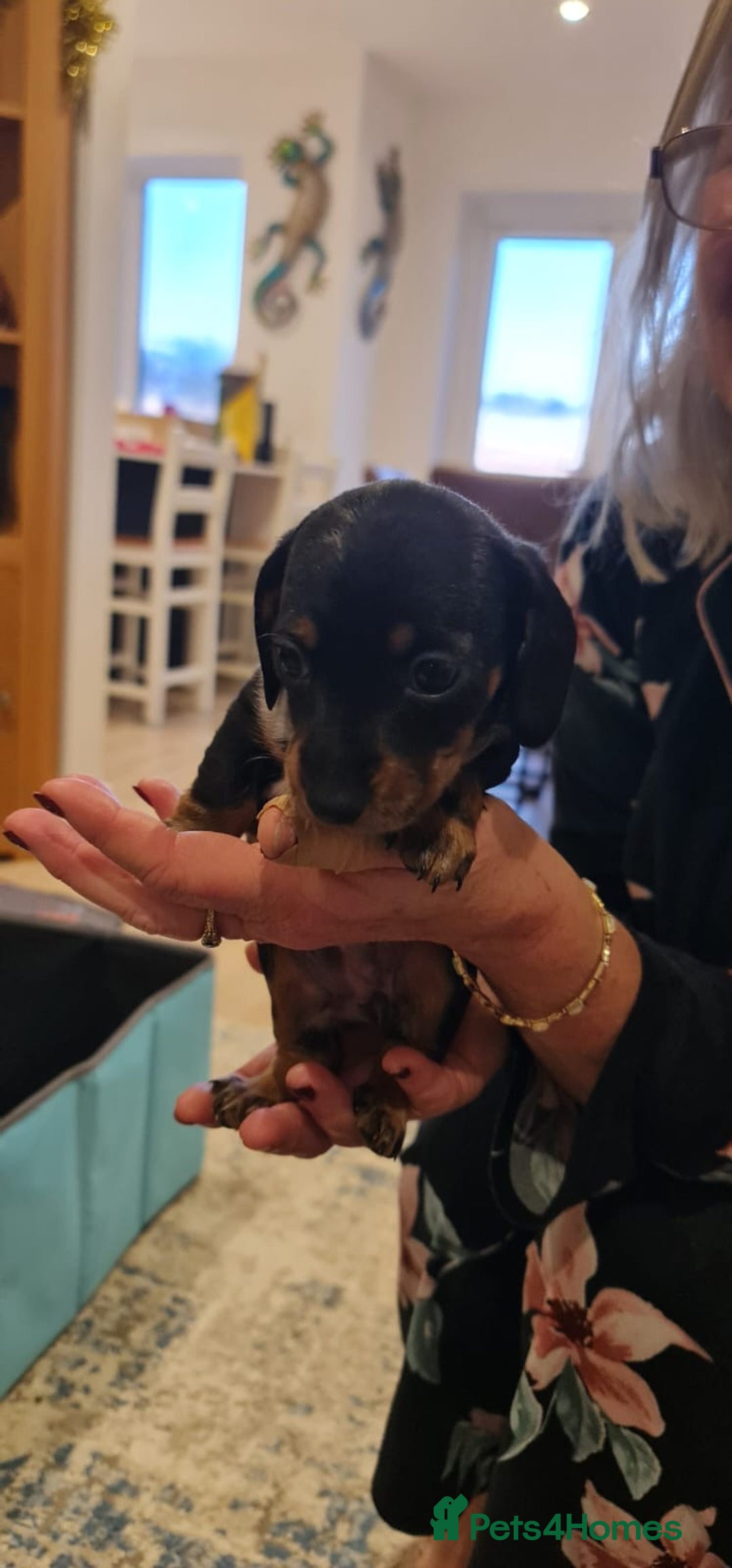 Miniature Dachshund dogs for sale: Miniature Daschund puppies - Advert 15