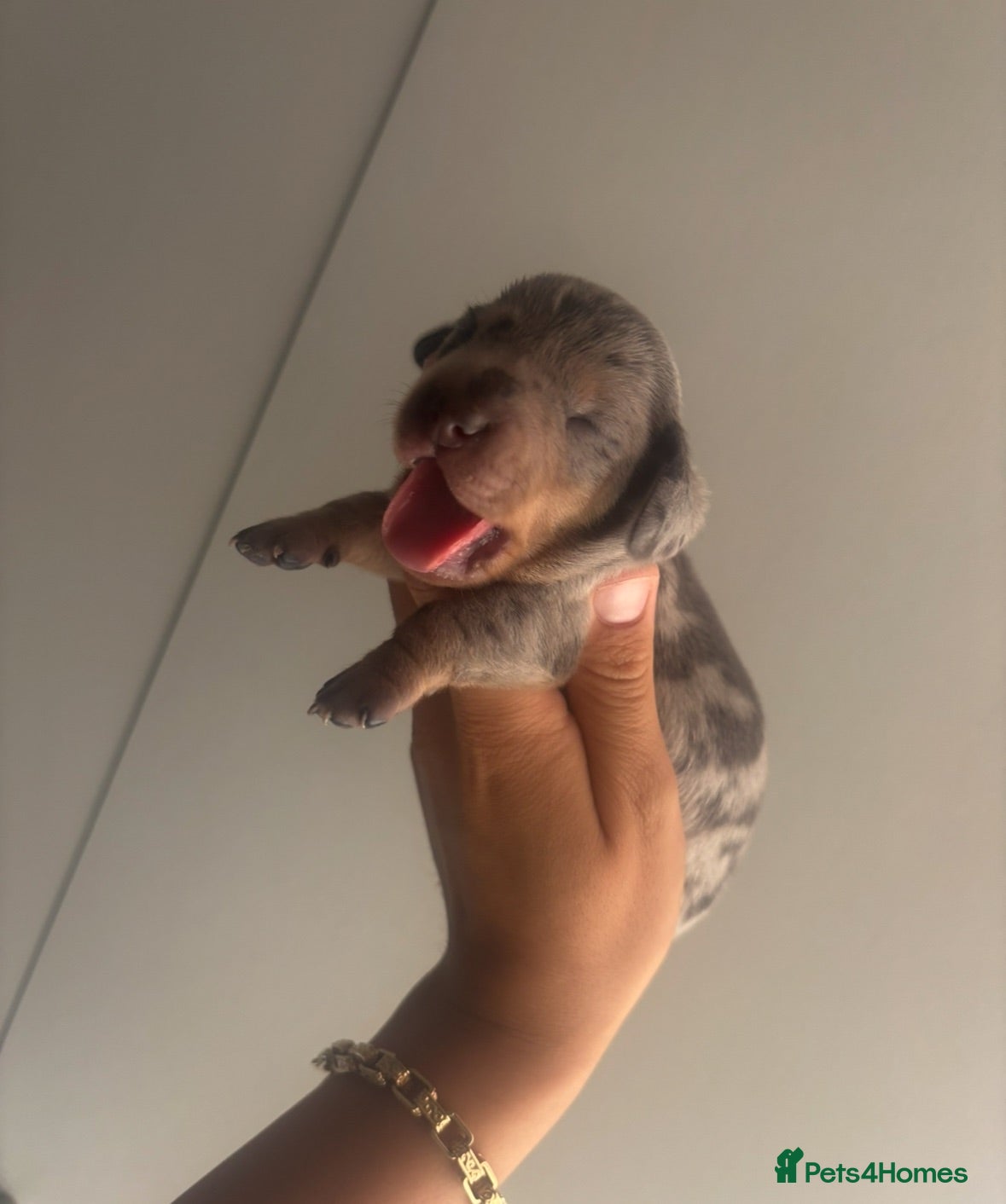 Miniature Dachshund dogs 5 KC REG TOP BLOODLINE mini dachshunds🔥 - Advert 11