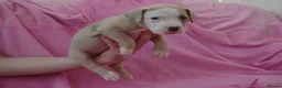American Bulldog dogs for sale: Outstanding Merle American Bulldogs - Advert 5