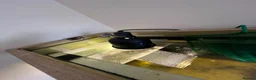 Turtle reptiles for sale: 2x Orange belly side neck with full setup - Advert 15