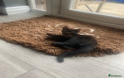 Mixed Breed cats for sale: Three mixed breed kittens - Image 23